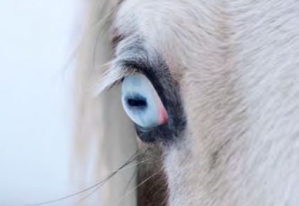 PELAGEM DOS EQUINOS: ACASALAMENTOS INDESEJÁVEIS